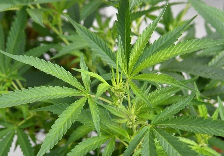 Detienen a cinco jóvenes albaneses que regentaban una plantación de marihuana en Alhendín