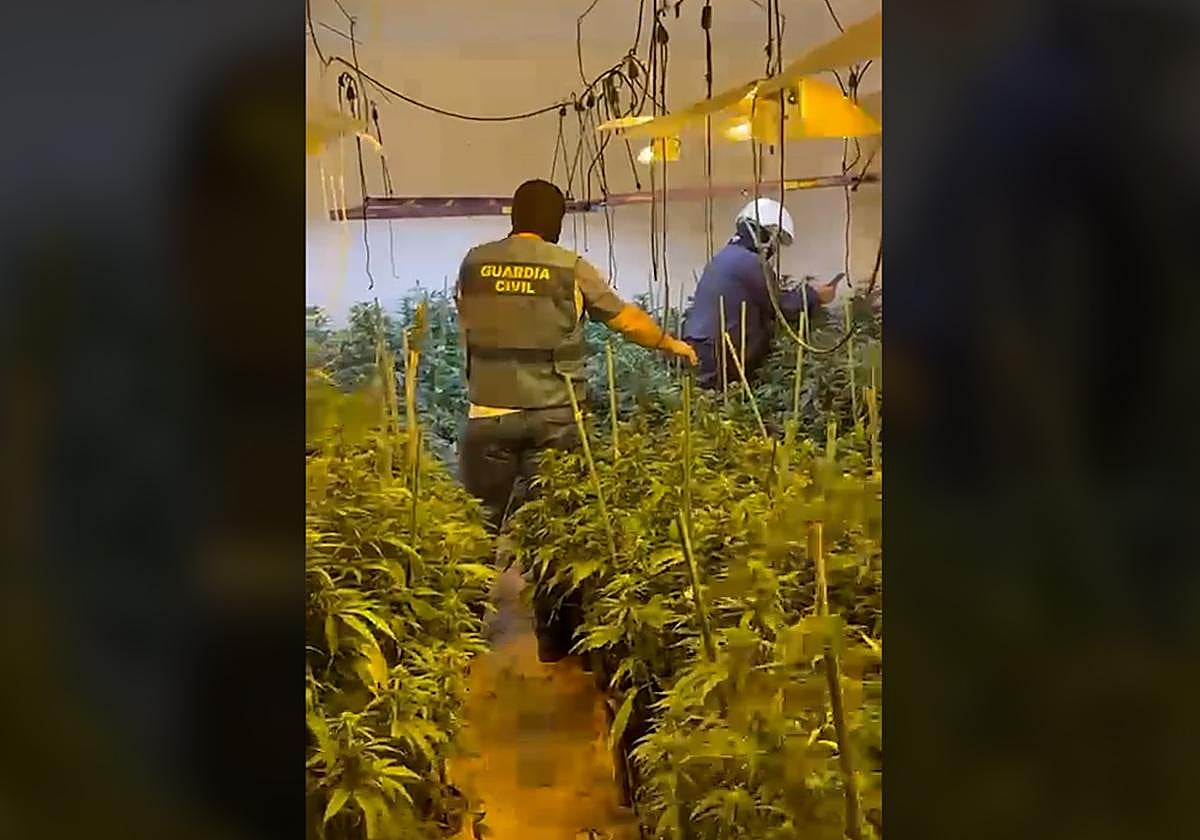 Incautadas más de 200 plantas de marihuana en una casa abandonada de Porcuna