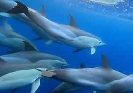 Delfines visitan la costa granadina.