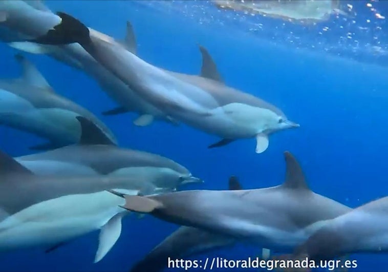 Delfines a dos millas de la costa entre Almuñécar y La Herradura