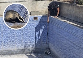 Tejón rescatado por la Policía Local de Pinos Puente.
