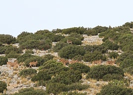 Un estudio de expertos almerienses demuestra que el arruí no es una especie invasora en el sureste