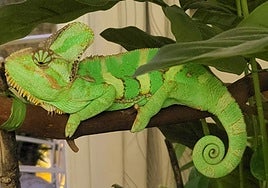 Martina, el camaleón desaparecido en el Zaidín.