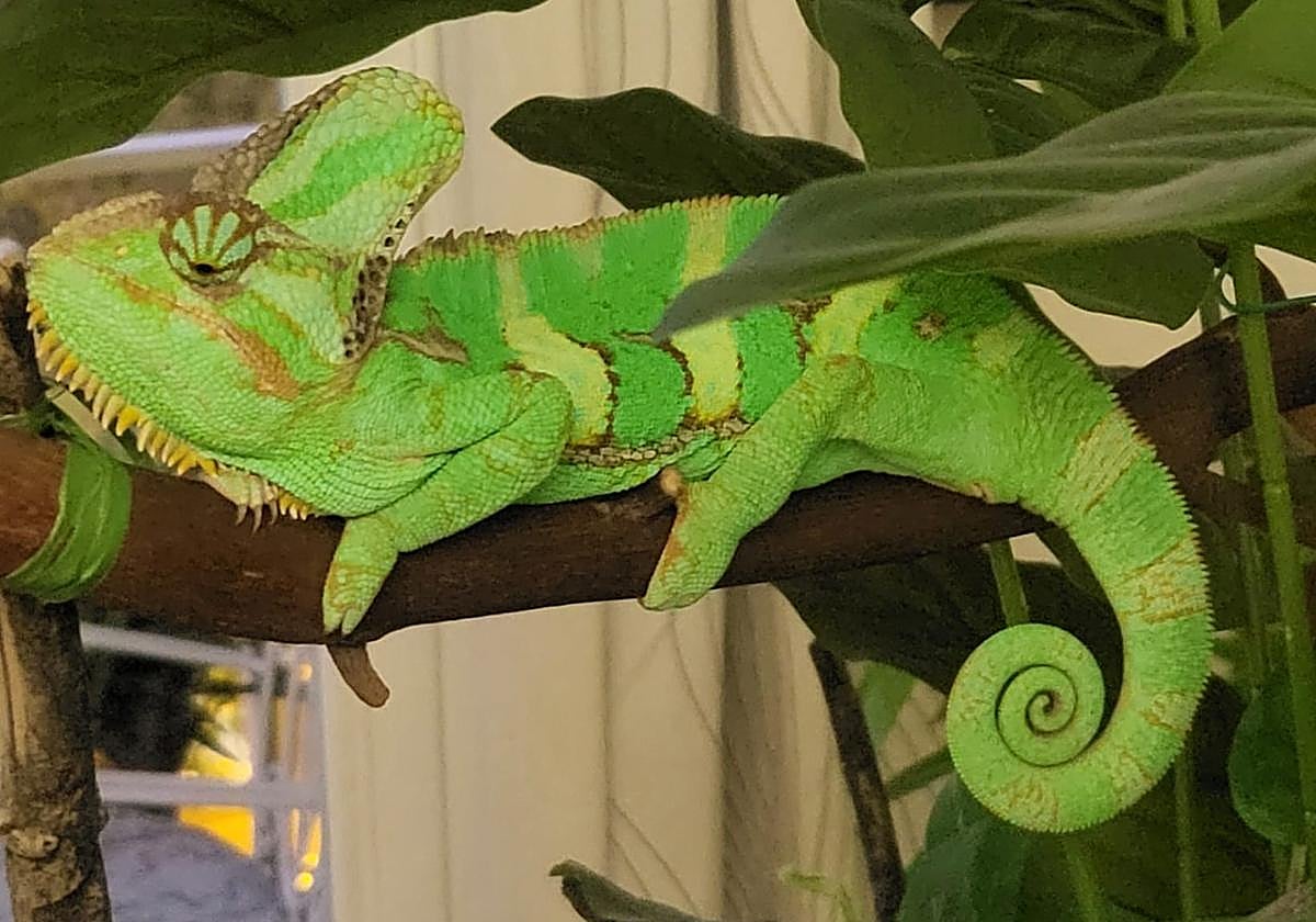 Martina, el camaleón desaparecido en el Zaidín.