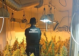 La plantación de marihuana descubierta.
