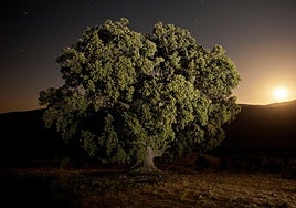 La Peana, el árbol más grande de Andalucía, más cerca de la muerte: «su envejecimiento es imparable»