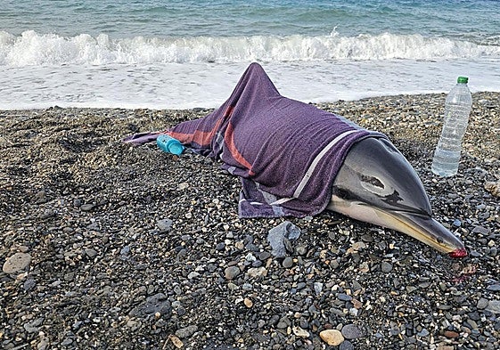El delfín, cubierto con una toalla húmeda y con una herida en el hocico.