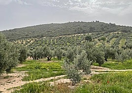Olivar jienense, en una imagen de archivo.