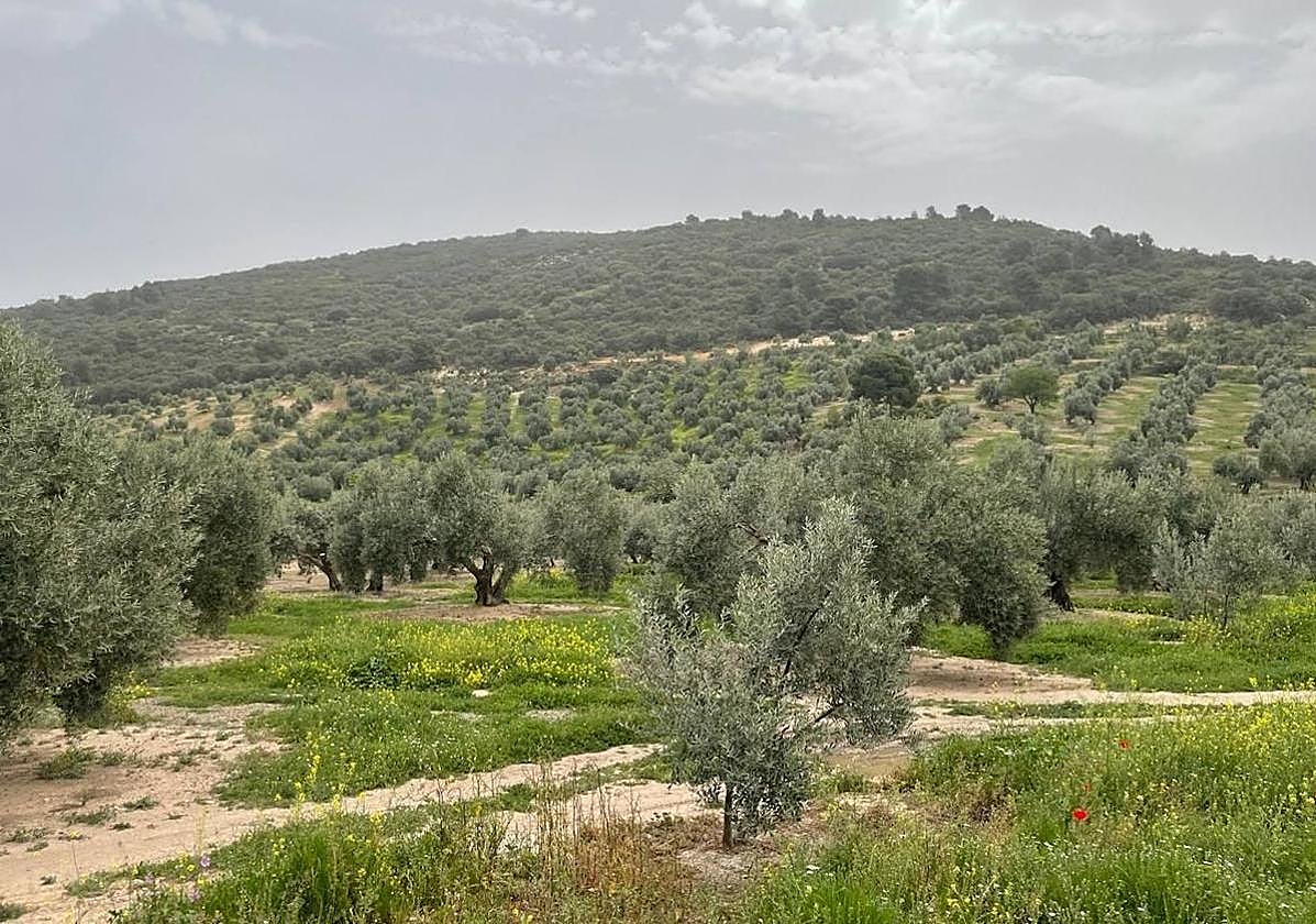 Olivar jienense, en una imagen de archivo.