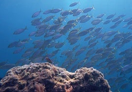 Parte del corto titulado 'Bitácora de la última viajera'.