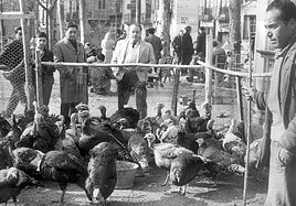Piara de pavos en la plaza de la Trinidad, escuchando una pandereta.