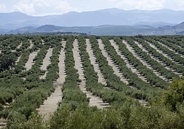 Una cosecha de olivar en imagen de archivo.