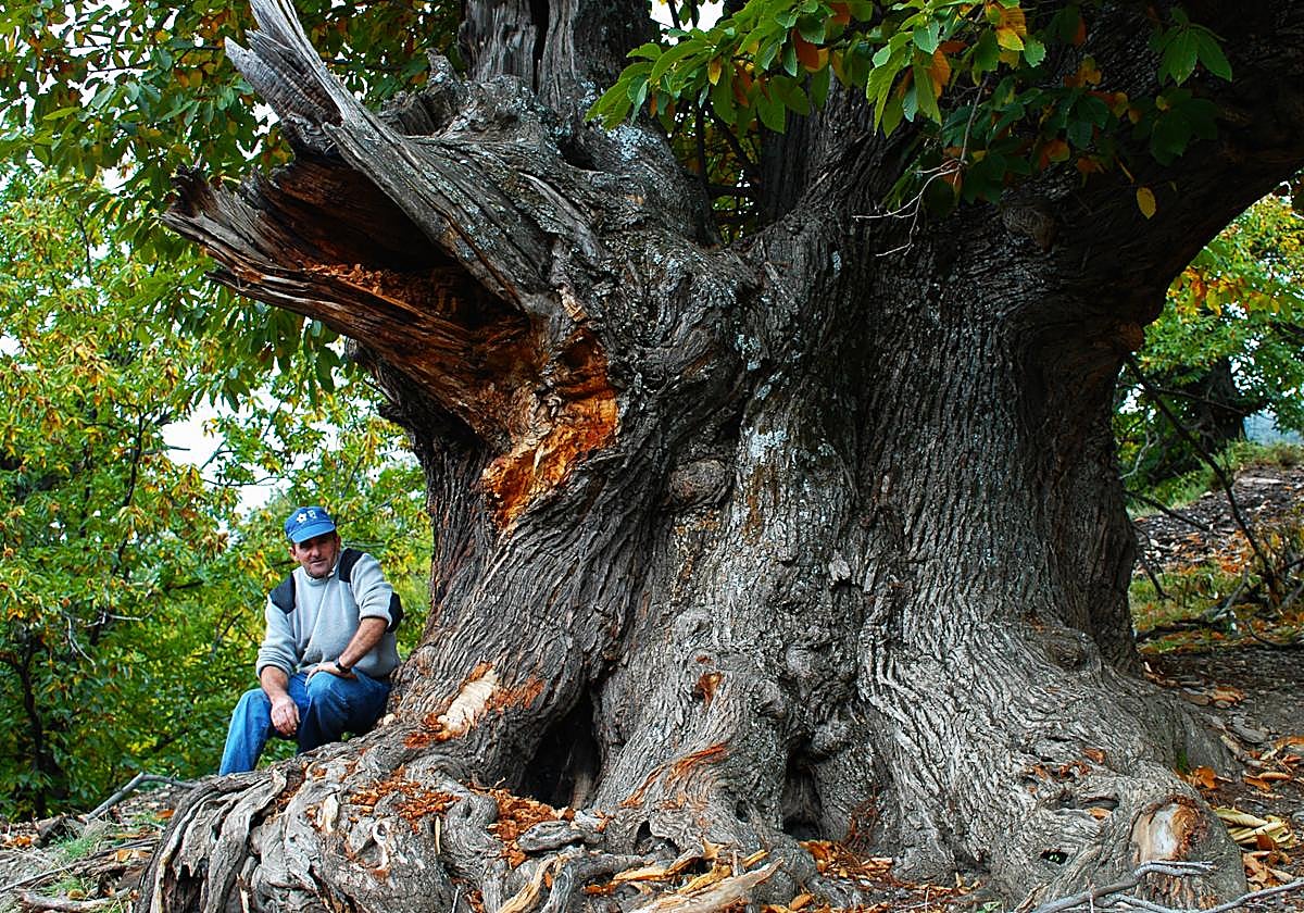 Yn agricultor de Mecina Bombarón junto a uno de sus impresionantes castaños centenarios