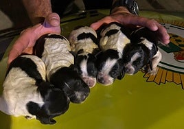 Abandonan a cinco cachorros en un contenedor de basura en Pinos Puente.
