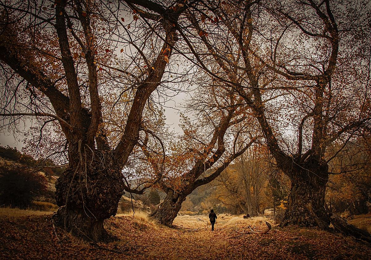 Fotografía ganadora del Premio Especial del Jurado, Otoño en el Parque Natural Sierra de Baza