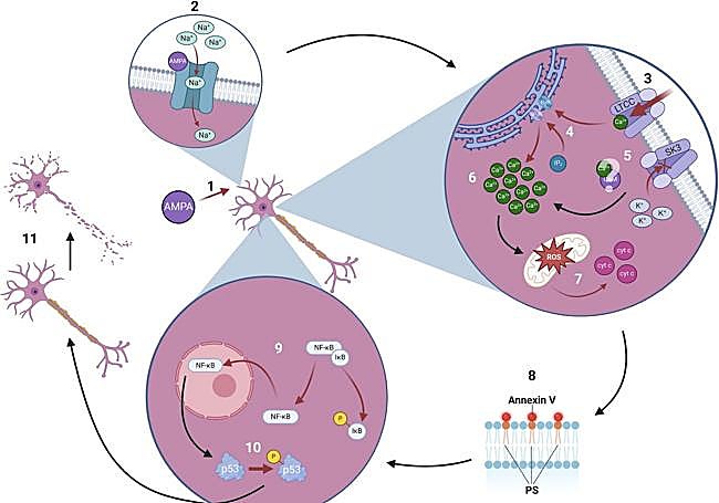Explicación sencilla del papel del canal SK3 en la muerte neuronal