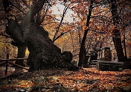 La arboleda de Aldeire, un espectáculo en otoño