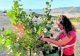 La agricultora Carolina García recogiendo pistacho a mano en su explotación de Sillar Baja.