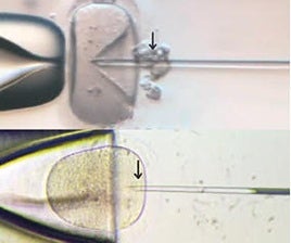Arriba, inyección del espermatozoide con la técnica tradicional. Abajo, con la pipeta sin aspiración PiWA, un invento granadino.