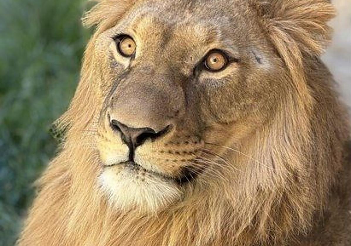 Un joven león africano salva la vida tras extraerle dos enormes masas plásticas en el Oasys Minihollywood