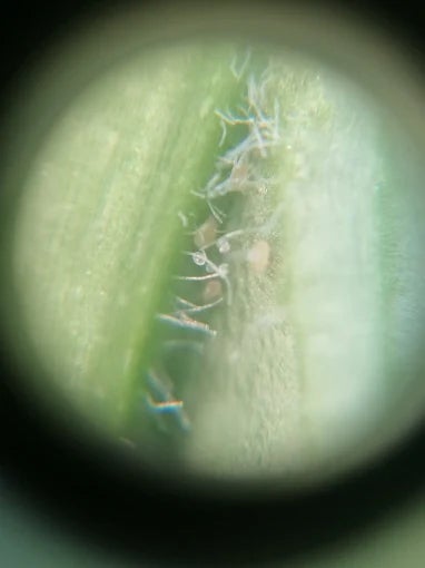 Control de lucha biológica por parte de los técnicos de Biosur.