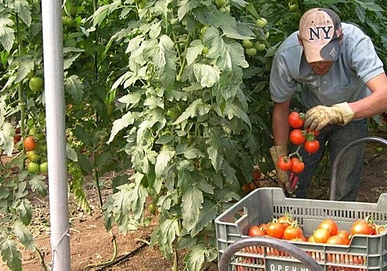 Un hombre trabaja en un cultivo de tomate.