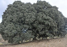 La imponente encina orgullo de un pueblo de Granada.