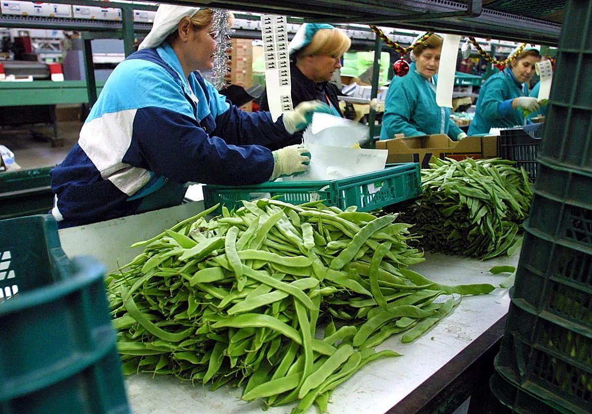La empresa agrícola Agrupaejido inicia negociaciones para un ERE en su centro de La Redonda