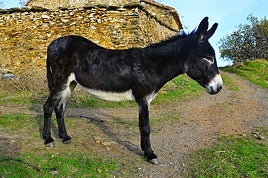 Un burro en Torvizcón.