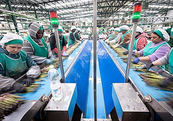 Trabajadoras manipulando espárrago en una cooperativa del poniente.