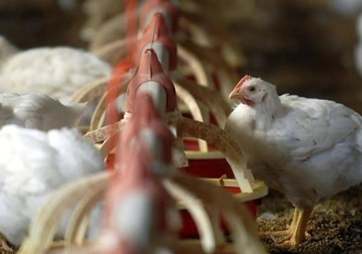 La Junta señala que la gripe aviar está «absolutamente controlada» y manda un mensaje de «tranquilidad» a consumidores