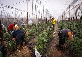 Trabajadores en un invernadero.