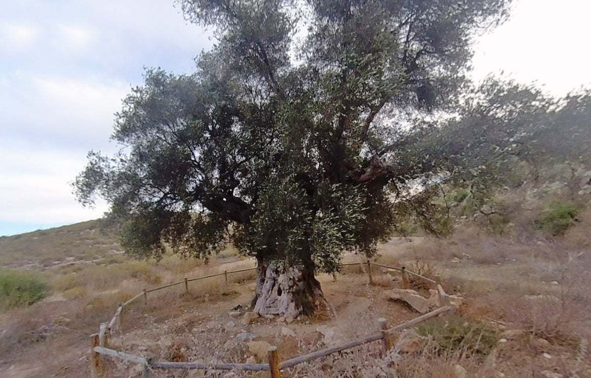 El olivo milenario que supera en antigüedad a los del Monte de los Olivos de Jerusalén.