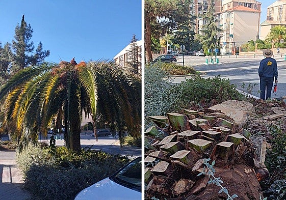 Palmera ubicada a la entrada de Casería de Montijo, afectada por la plaga (izquierda), antes de ser completamente talada (derecha).