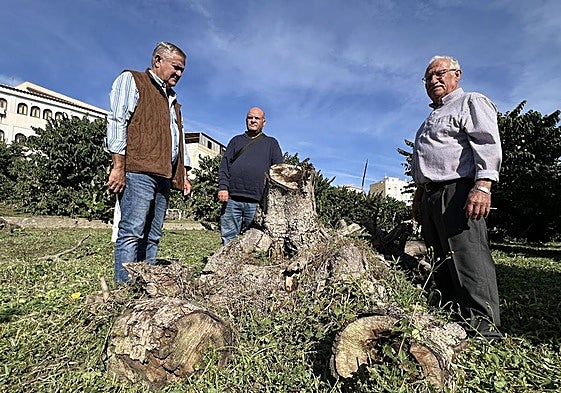 Los agricultores junto a un chirimoyo cortado.