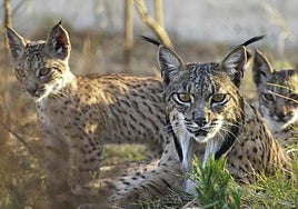Imagen de archivo de linces ibéricos.