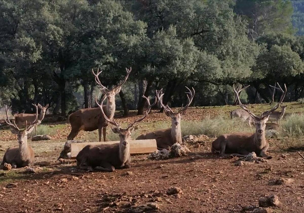 El desconocido 'safari' por una sierra andaluza que se realiza en tren por 10 euros