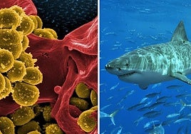 Desarrollan una fórmula universal para predecir el impacto de la temperatura en los seres vivos