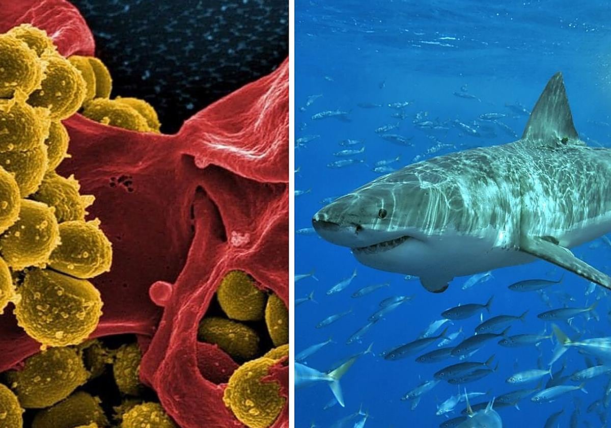 Desarrollan una fórmula universal para predecir el impacto de la temperatura en los seres vivos