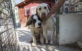 Recogida de animales en Granada.