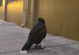 El águila de Harris, posada en la acera junto al Centro Comercial Alhsur