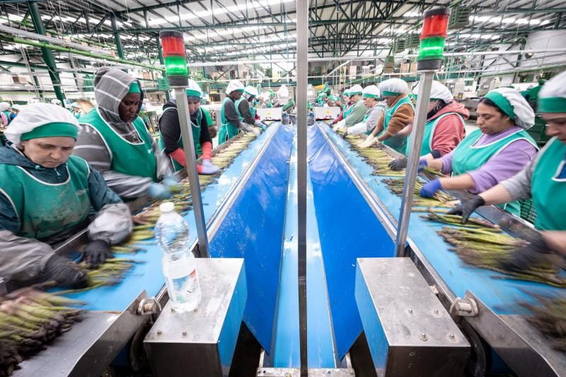 Trabajadoras en un almacén de espárragos en el Poniente.