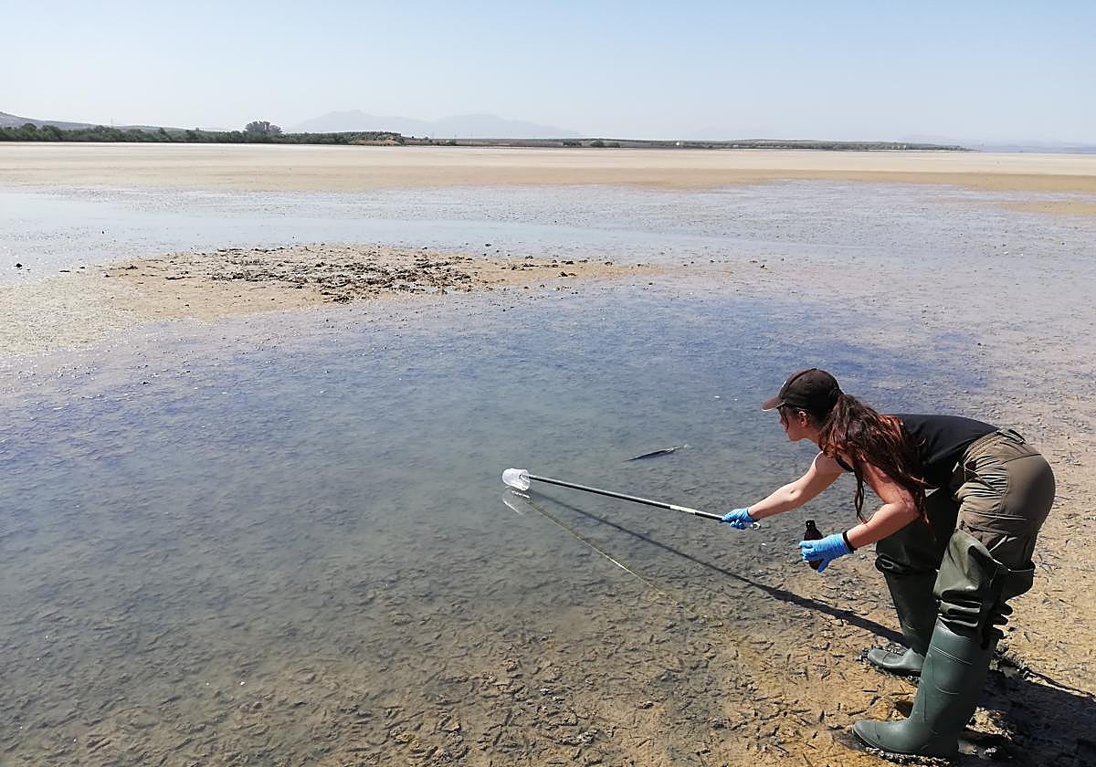 Toma de muestras en la Laguna de Fuente de Piedra, en Málaga.