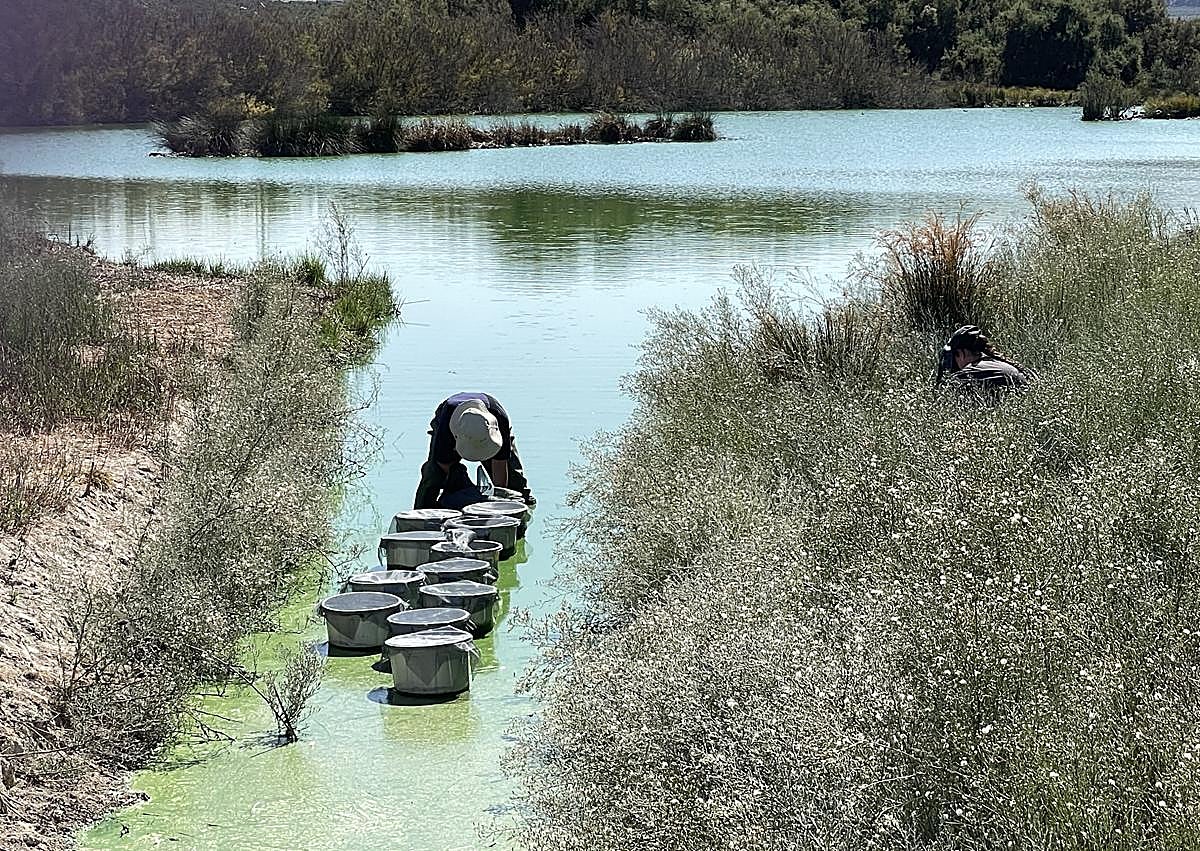 Imagen secundaria 1 - Flamencos en Fuente de Piedra, toma de muestras de agua y el dispositivo desarrollado en la Universidad. 