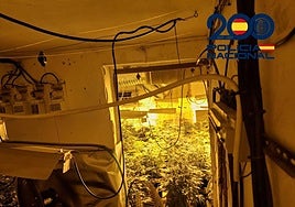 Plantas de marihuana intervenidas