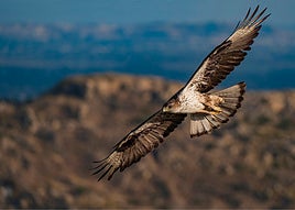 El confinamiento por la covid provocó un 'baby boom' de águilas perdiceras