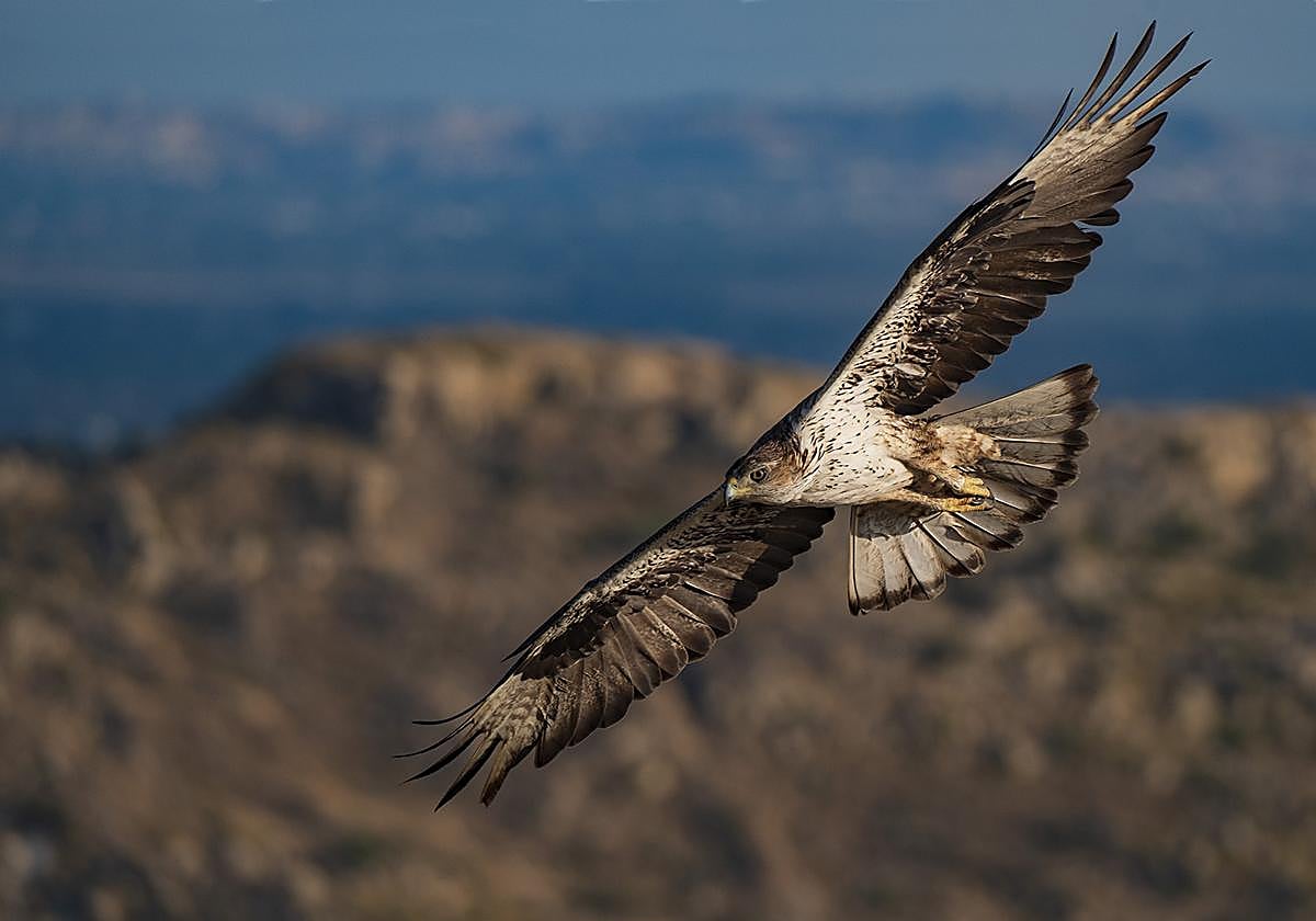 El confinamiento por la covid provocó un 'baby boom' de águilas perdiceras