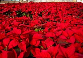 Motril se pintará de rojo gracias a miles de pascueros.