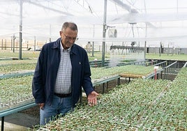 Antonio Sánchez, gerente de Semillero Monteplant constata el desarrollo de plantas de sandía.