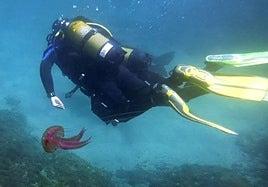 El buceo es una práctica con una demanda creciente en la provincia.